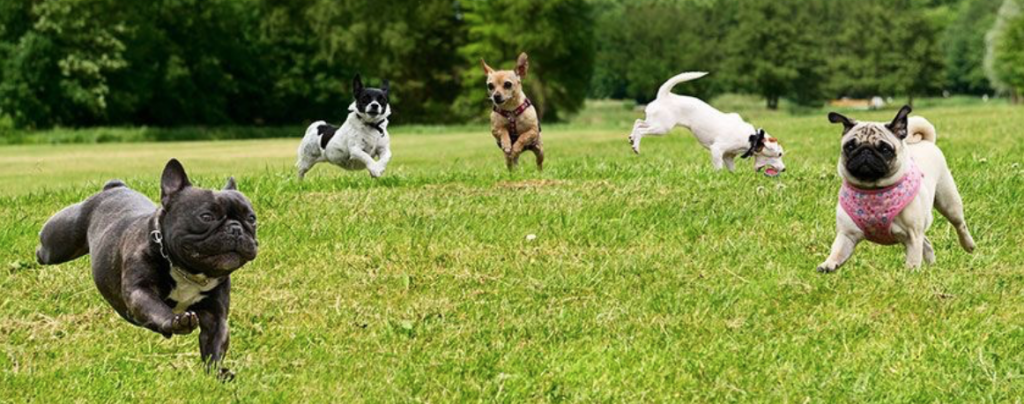 group-of-dog-at-dog-park-1024x404